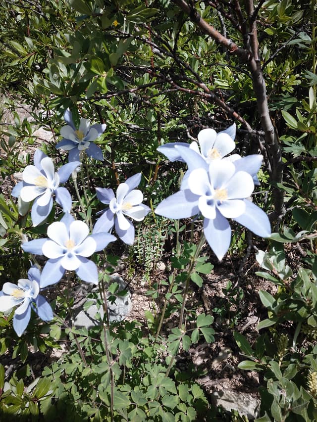 Cluster of pale blue and white columbine flowers blooming among green foliage in bright sunlight