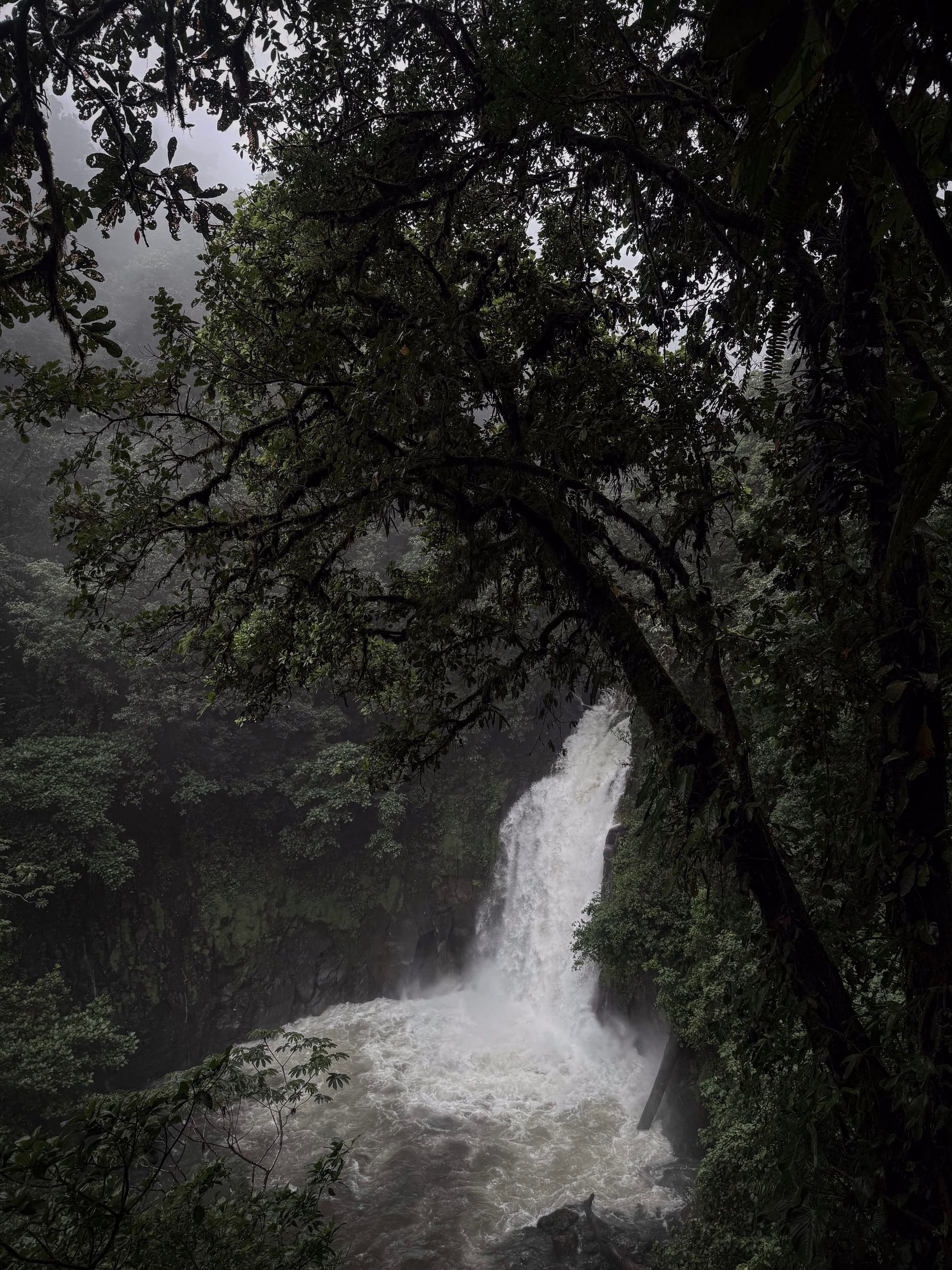 Waterfall rushing through dense rainforest, framed by dark overhanging tree branches in misty light