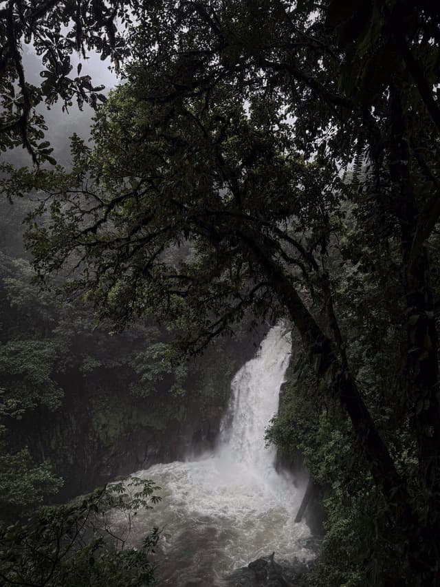 Waterfall rushing through dense rainforest, framed by dark overhanging tree branches in misty light