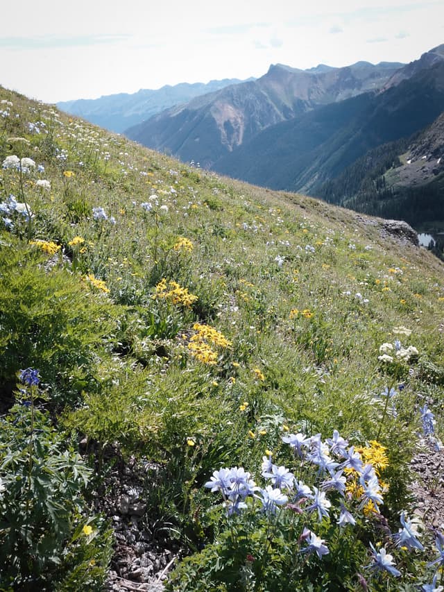 Alpine meadow covered in wildflowers on a steep slope overlooking distant mountain ridges under a bright sky