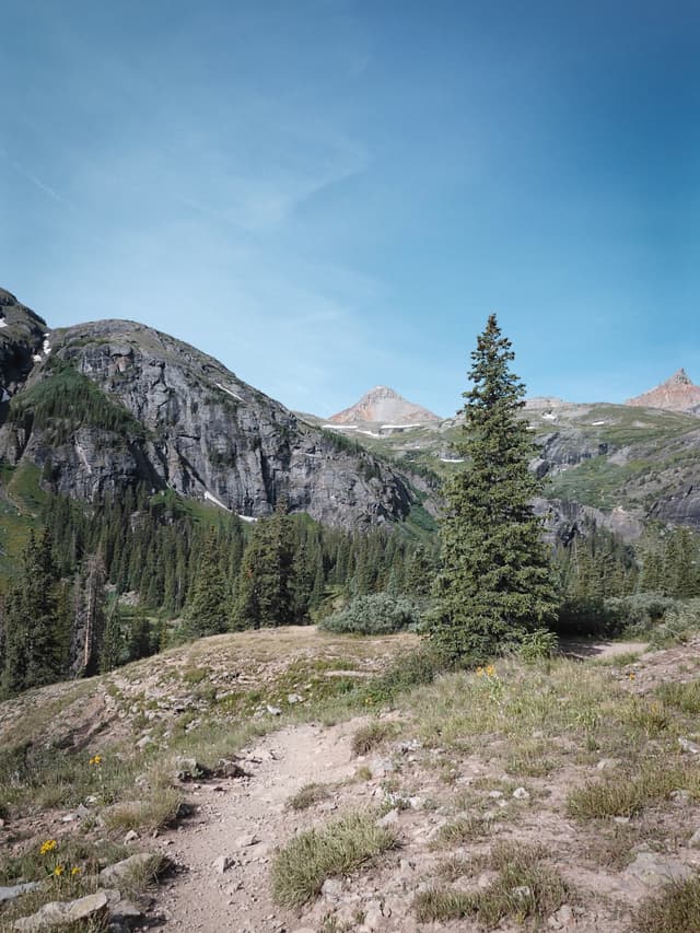 Mountain landscape with a dirt trail winding through grassy terrain, a tall evergreen tree in the foreground, and rugged forested peaks under a clear blue sky