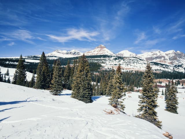 Snow-covered evergreen forest with a distant mountain range under a clear blue sky