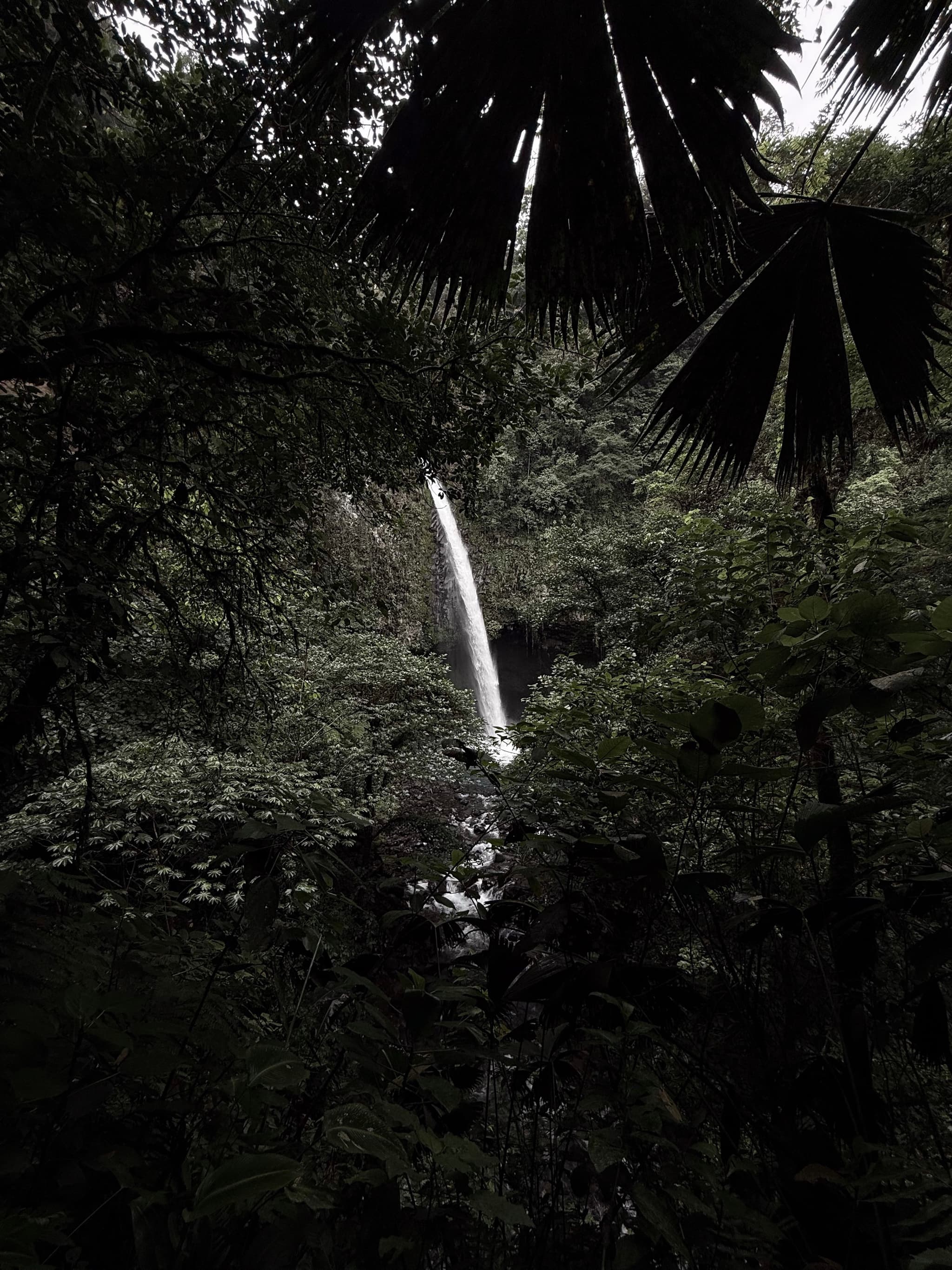 Tall, narrow waterfall cascading through dense, shadowy tropical jungle foliage