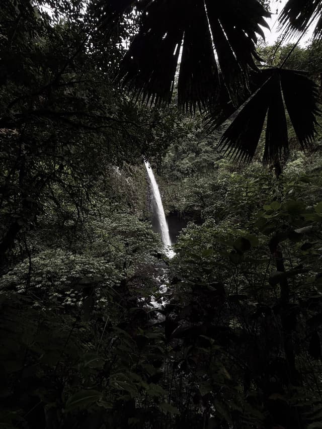 Tall, narrow waterfall cascading through dense, shadowy tropical jungle foliage